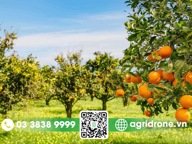 Cách chăm sóc cây cam sau thu hoạch giúp cây phục hồi nhanh