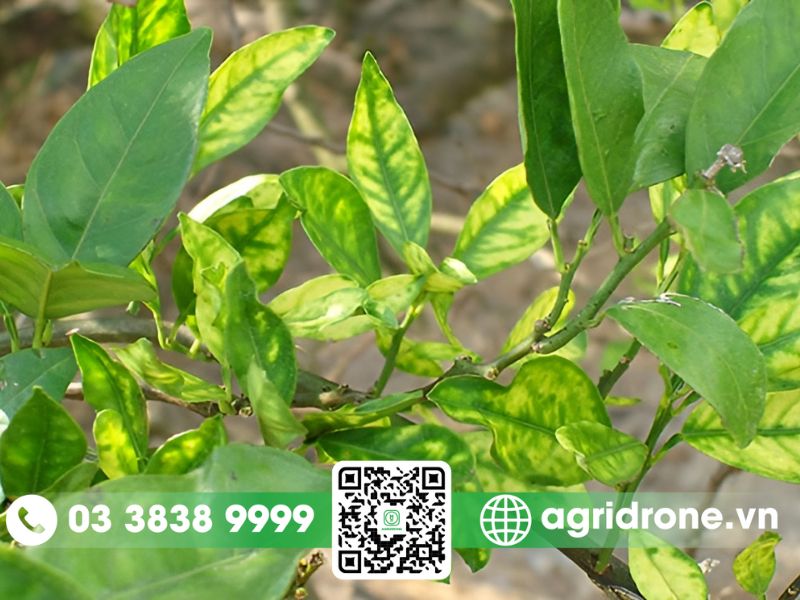 Cây cam bị vàng lá do bệnh vàng lá thối rễ