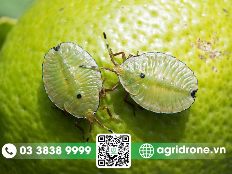 Đặc điểm sinh học và tập tính của bọ xít hút nhựa