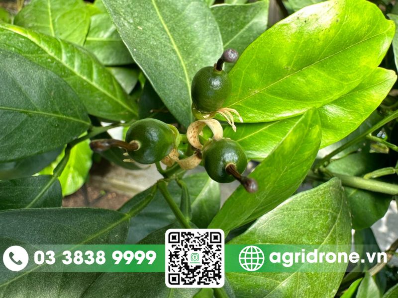 Dấu hiệu nhận biết cây cam chuẩn bị cho trái