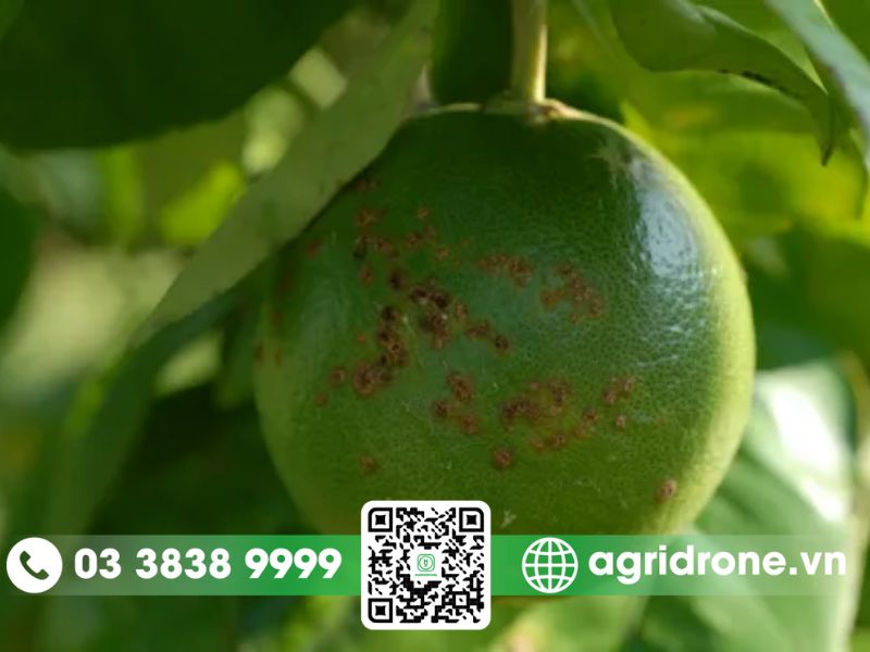 Nguyên nhân gây bệnh ghẻ loét trên cây cam