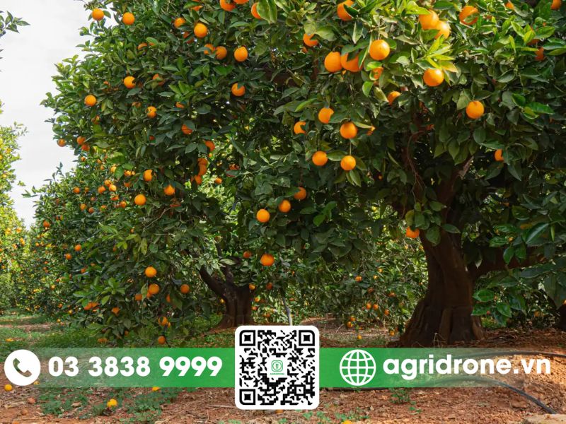 Nguyên nhân gây rụng quả cam thường gặp