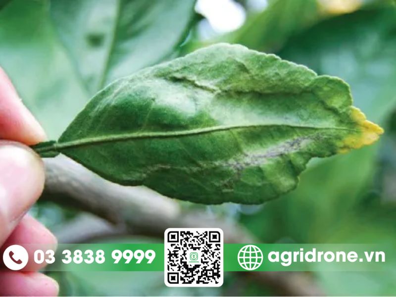 Tác hại của bọ trĩ cho vườn cam