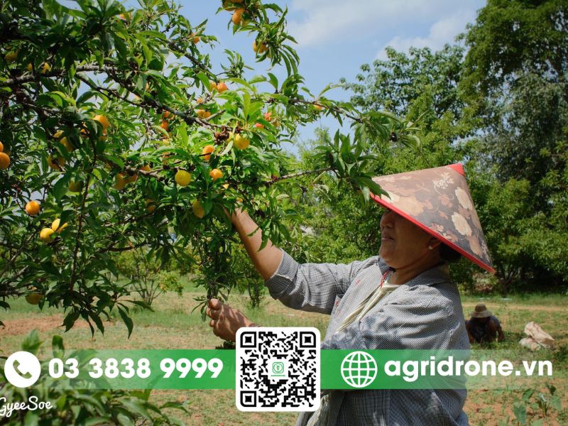 Tại sao cần chăm sóc cây cam sau thu hoạch?