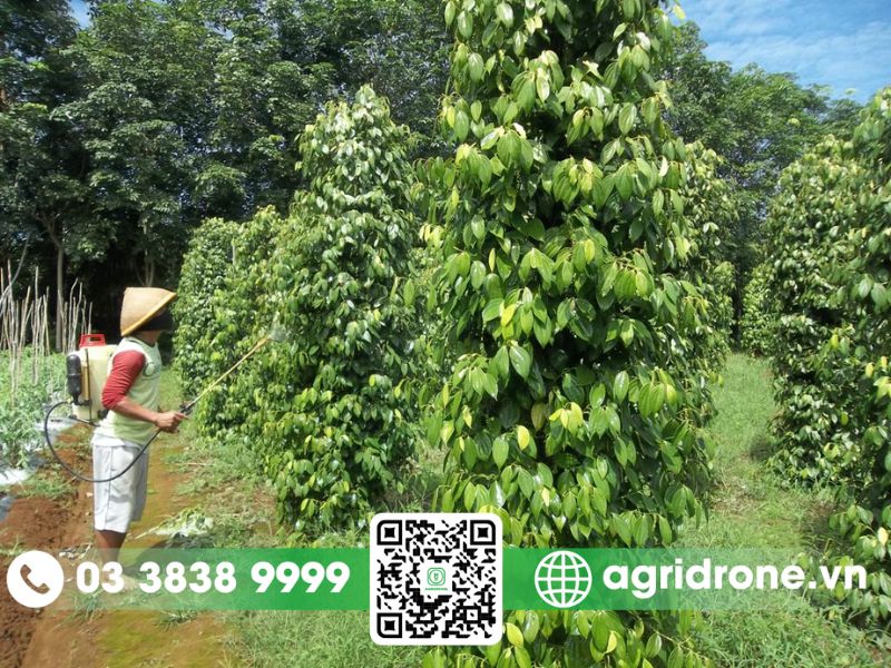 Tổng hợp các phương pháp phun thuốc trừ sâu cho cây tiêu