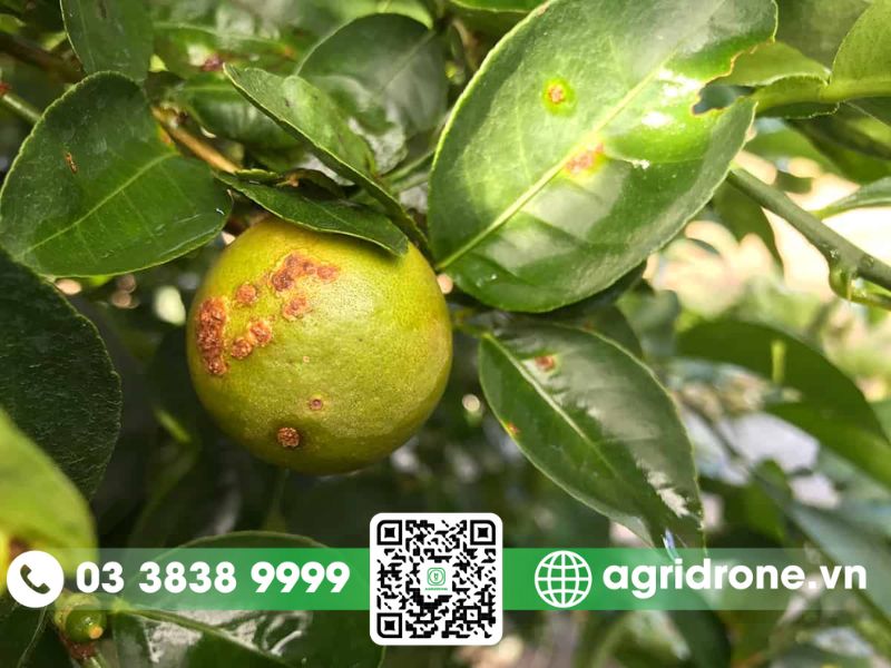 Triệu chứng bệnh loét ở cây cam dễ nhận biết