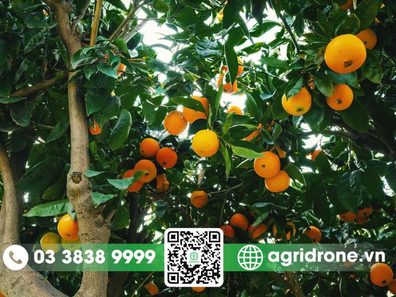 Trồng cây cam bao lâu có trái? Thời gian chăm sóc cây đúng 