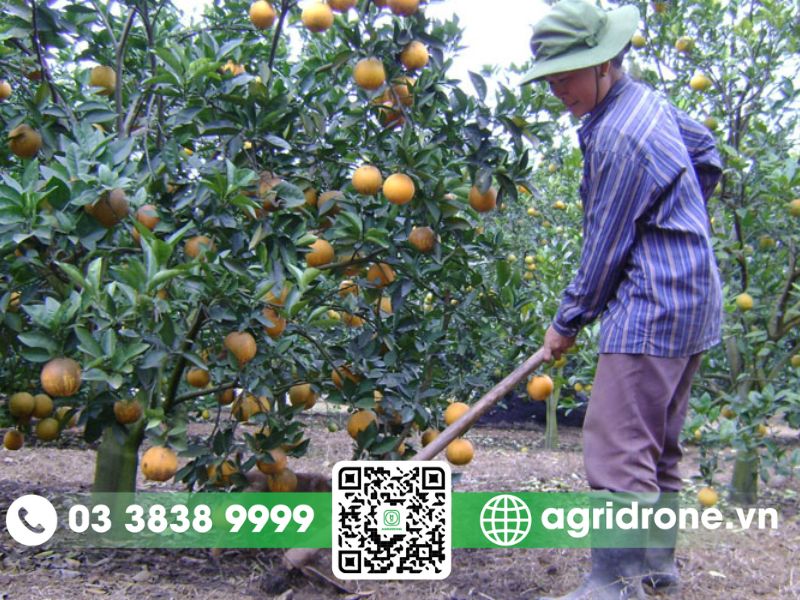 Vì sao phải bón vôi cho cam?