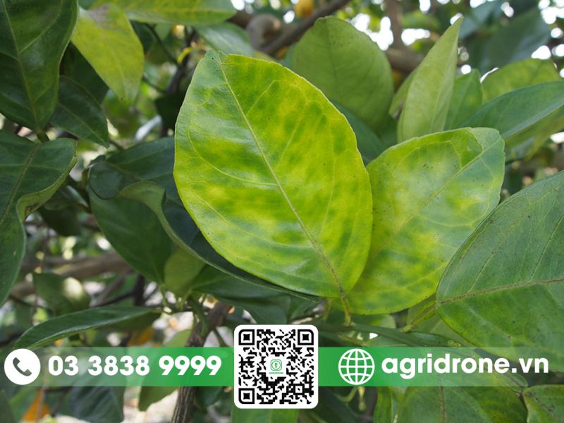 Bệnh vàng lá gân xanh trên cây cam