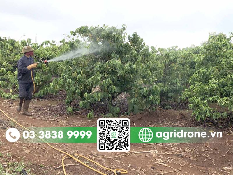 3 phương pháp phun thuốc trừ sâu cho cà phê hiệu quả