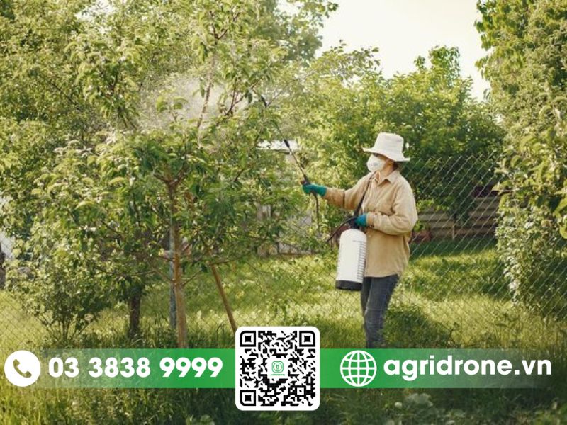 3 phương pháp phun thuốc trừ sâu cho cây vải phổ biến