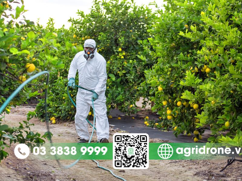 Các giai đoạn cần phun thuốc phòng trừ sâu bệnh cho cây cam