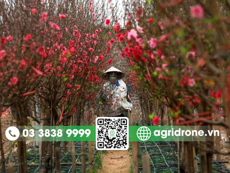 Các giai đoạn cần phun thuốc phòng trừ sâu bệnh cho cây đào