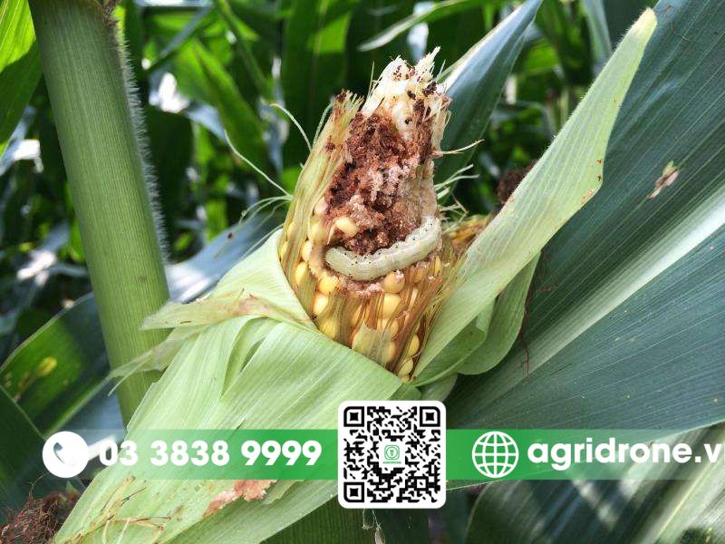 Các loại sâu bệnh hại chính trên cây ngô