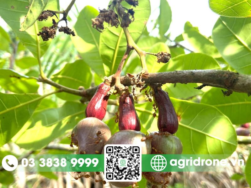 Các loại sâu bệnh hại phổ biến trên cây điều