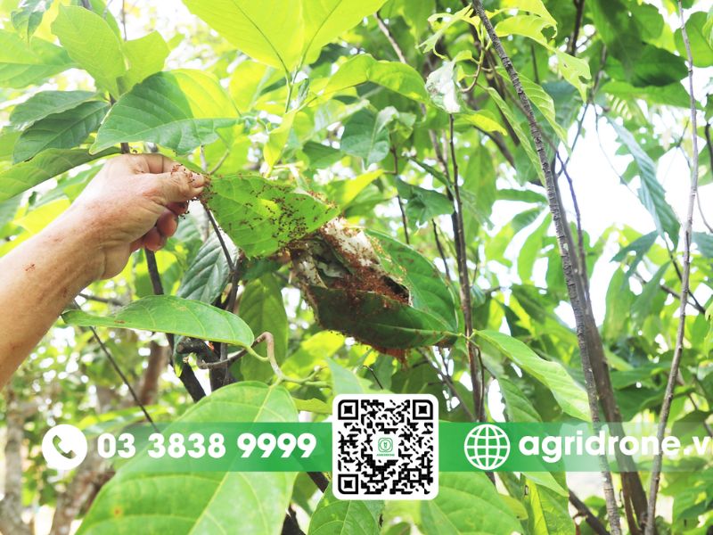 Các loại sâu bệnh phổ biến trên cây ca cao
