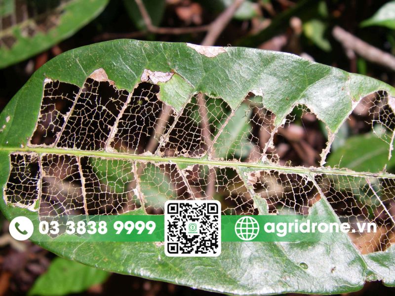 Các loại sâu bệnh trên cây ca cao phổ biến