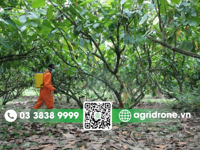 Các phương pháp phun thuốc trừ sâu cho cây ca cao tốt nhất