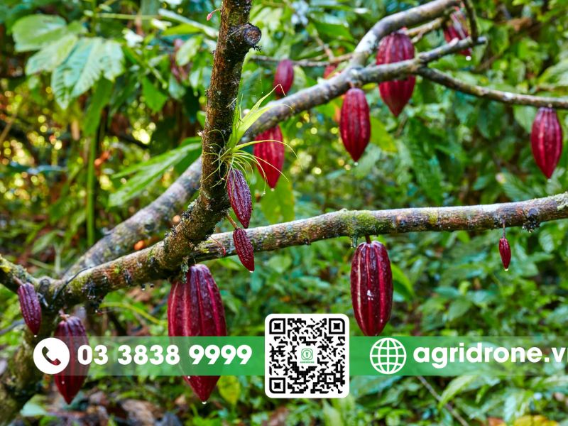 Các phương pháp phun thuốc trừ sâu cho cây ca cao tốt nhất