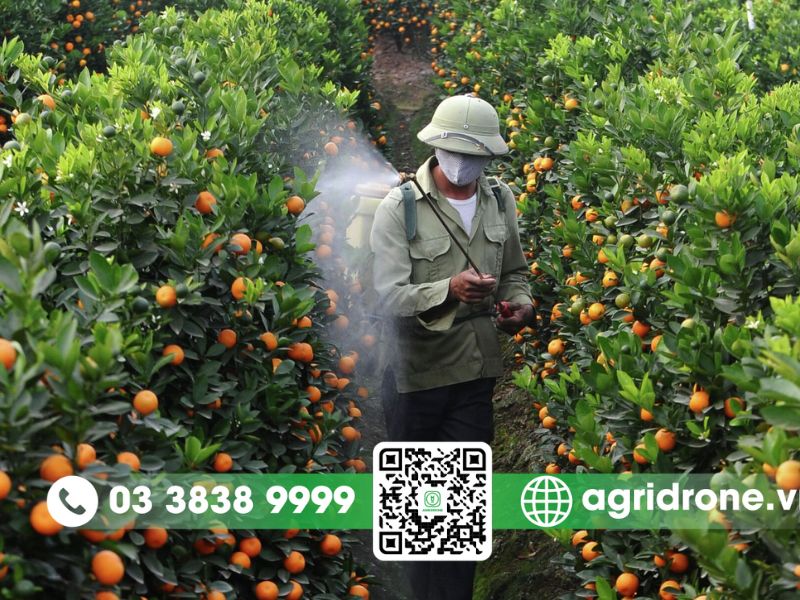 Các phương pháp phun thuốc trừ sâu cho cây cam phổ biến hiện nay