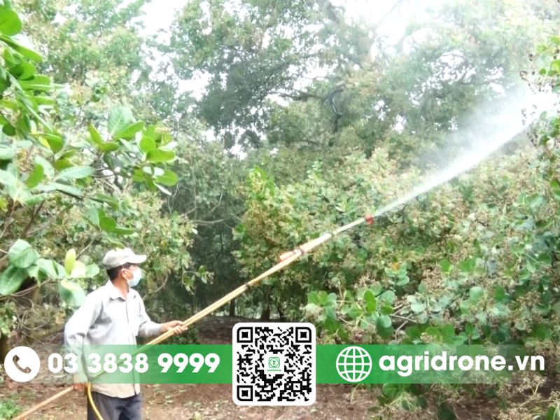Các phương pháp phun thuốc trừ sâu cho cây điều phổ biến