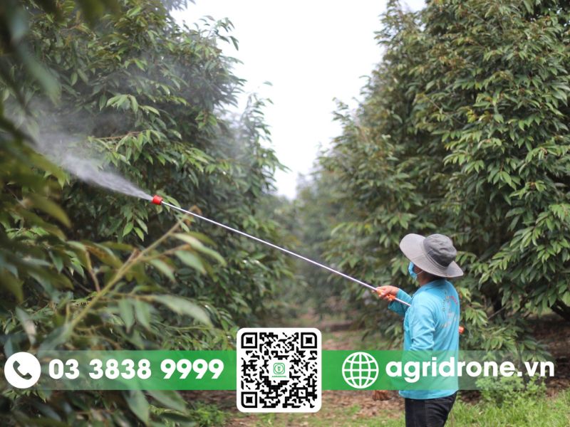 Các phương pháp phun thuốc trừ sâu cho cây mít