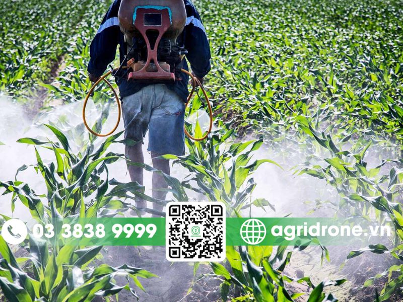 Các phương pháp phun thuốc trừ sâu cho cây ngô phổ biến