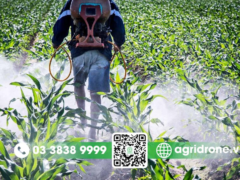Các phương pháp phun thuốc trừ sâu cho cây ngô phổ biến