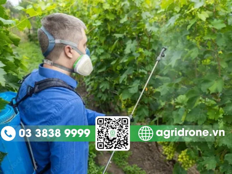 Các phương pháp phun thuốc trừ sâu cho cây nho phổ biến