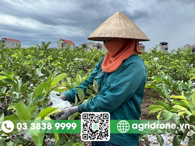 Các phương pháp phun thuốc trừ sâu cho cây ổi