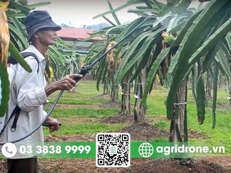Các phương pháp phun thuốc trừ sâu cho cây thanh long hiệu quả