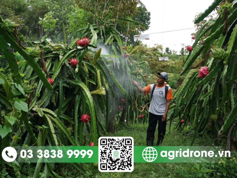 Các phương pháp phun thuốc trừ sâu cho cây thanh long