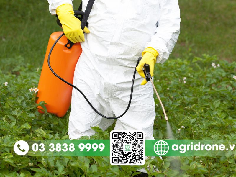 Các phương pháp phun thuốc trừ sâu cho rau phổ biến nhất hiện nay