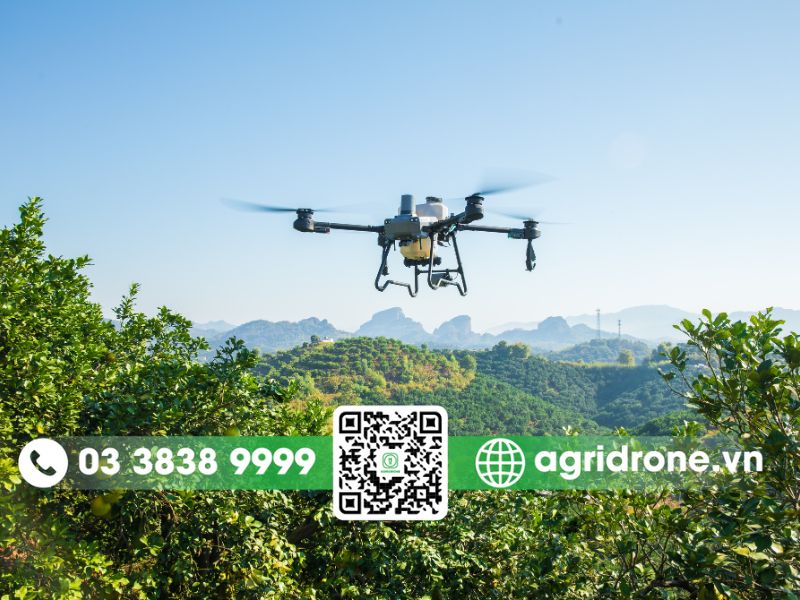 Cách chọn phương pháp phun thuốc cho cây cóc phù hợp
