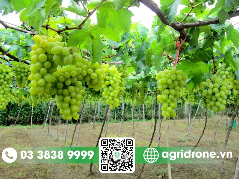 Phương pháp phun thuốc trừ sâu cho cây nho xanh tốt 1 Chuẩn bị trước khi phun thuốc trừ sâu cho cây nho