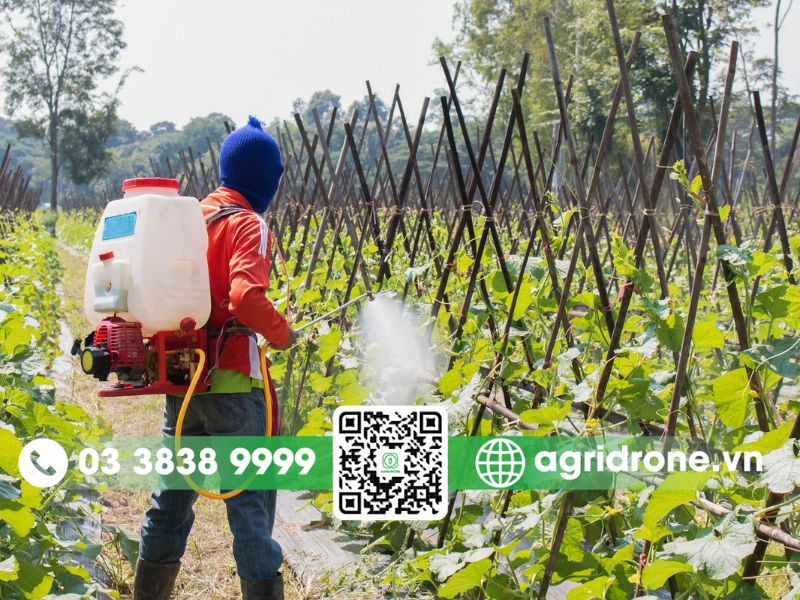 Lịch phun thuốc theo các giai đoạn sinh trưởng của cây nho