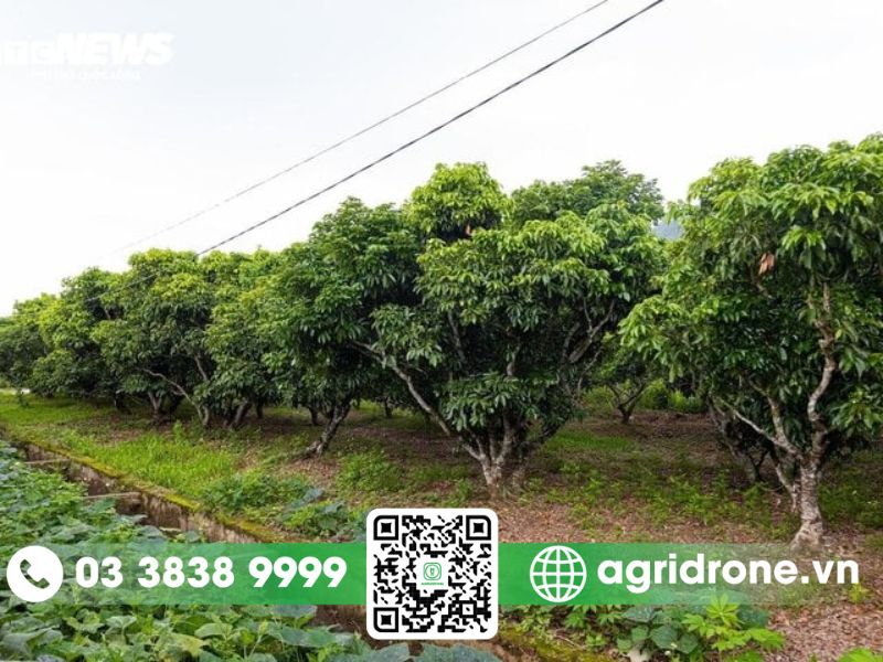Lựa chọn phương pháp phun thuốc phù hợp