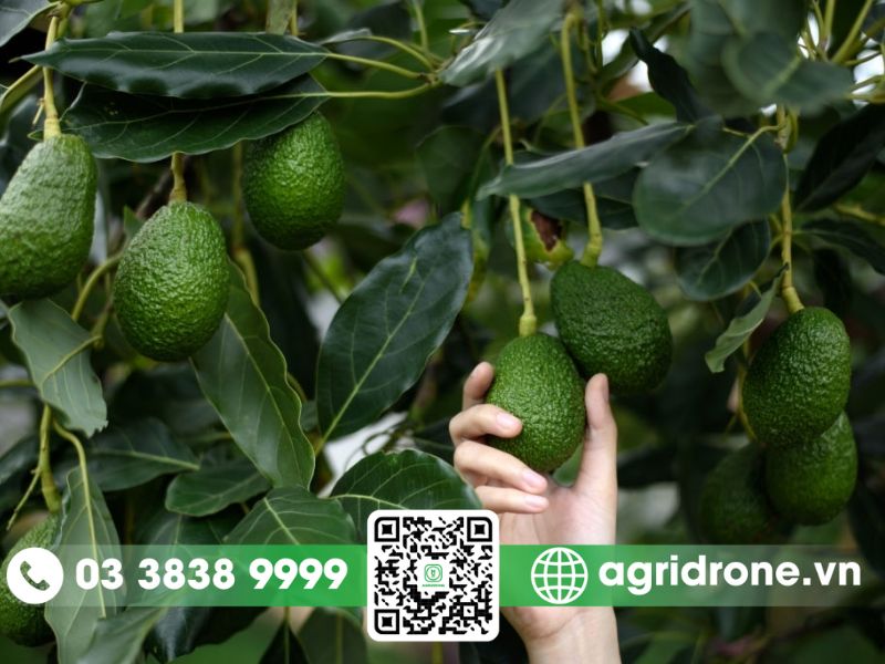 Lựa chọn thuốc trừ sâu cho cây bơ phù hợp