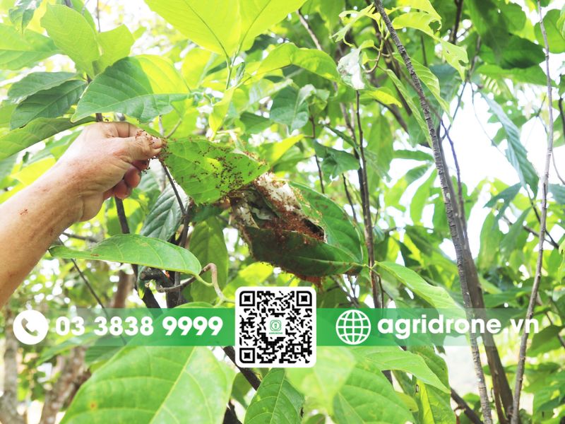 Lựa chọn thuốc trừ sâu phù hợp cho cây ca cao