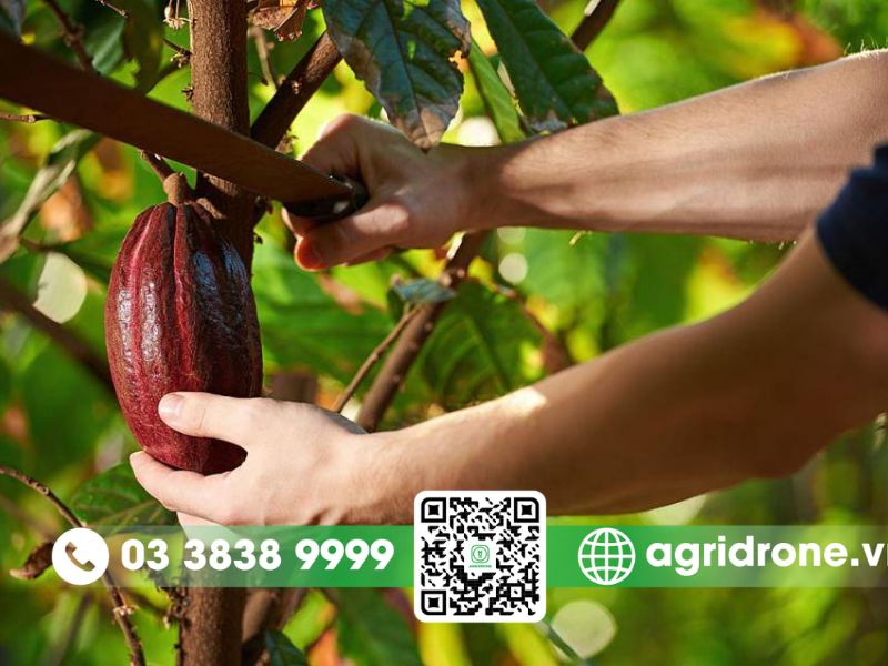 Lựa chọn thuốc trừ sâu phù hợp cho cây ca cao