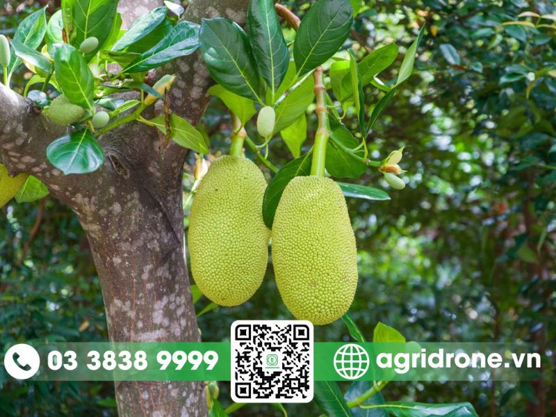 Lựa chọn thuốc trừ sâu phù hợp và nguyên tắc an toàn khi phun