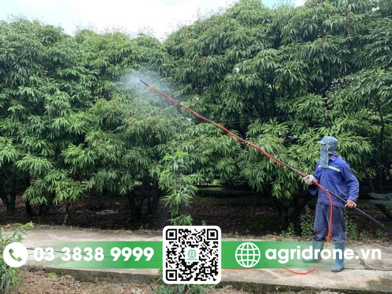 Lưu ý khi phun thuốc cho cây vải an toàn và hiệu quả