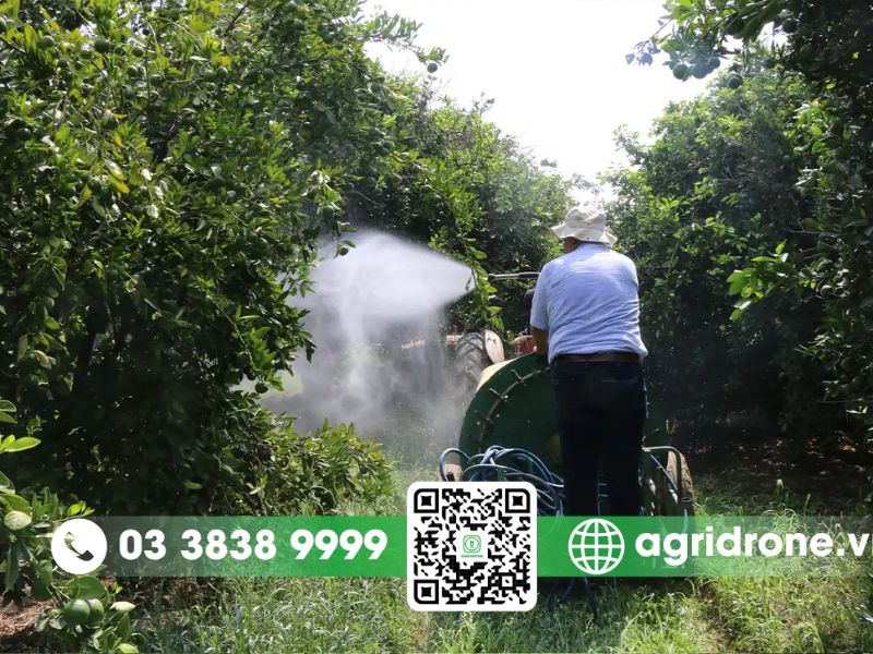 Lưu ý khi phun thuốc trừ sâu cho cây cam