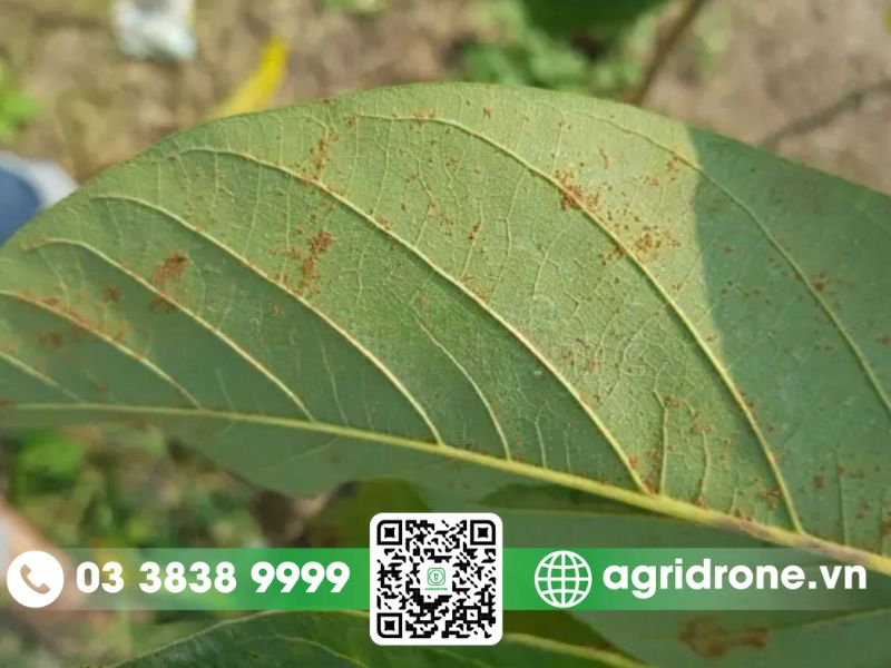 Nhận diện sâu bệnh hại phổ biến trên cây bơ