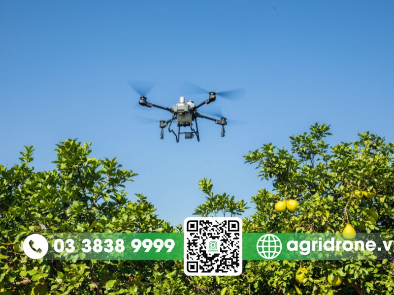 Phun thuốc trừ sâu cho cam bằng máy bay nông nghiệp
