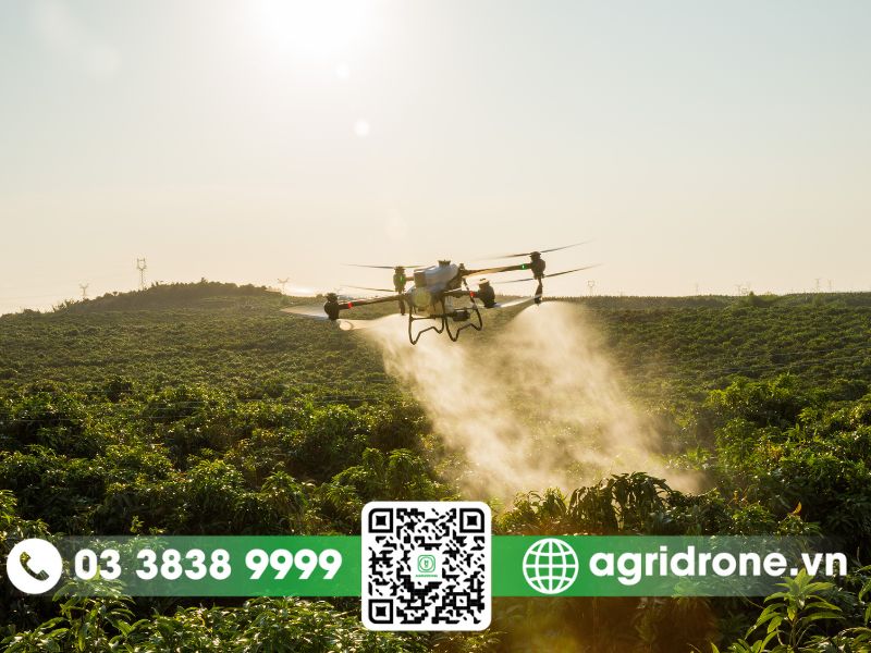 Phun thuốc trừ sâu cho cây mít bằng drone nông nghiệp