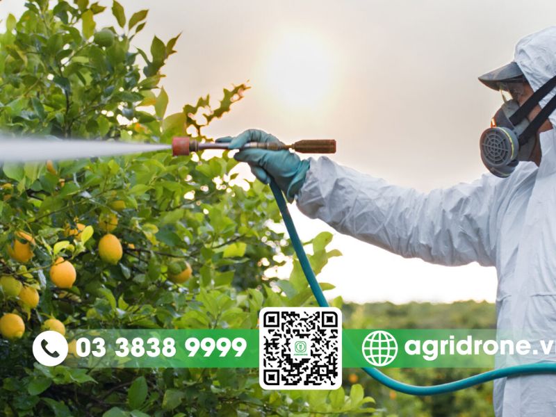 Tổng hợp các phương pháp phun thuốc trừ sâu cho cây cam