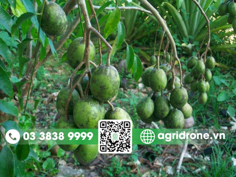Top 3 phương pháp phun thuốc trừ sâu cho cây cóc tối ưu nhất