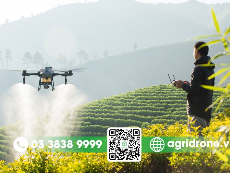 Top các phương pháp phun thuốc trừ sâu cho cây ca cao