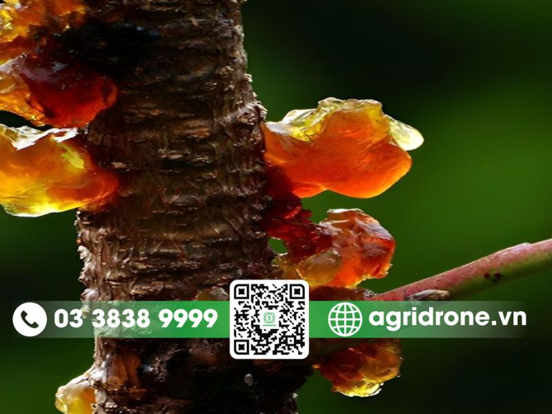 Vì sao cây đào dễ bị sâu bệnh tấn công?